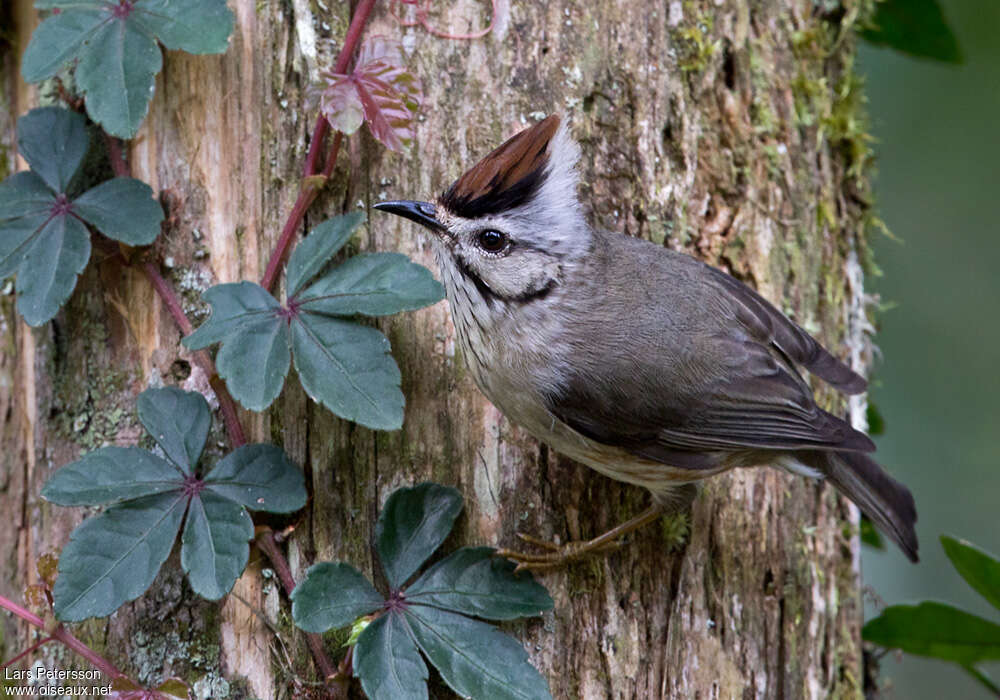 Taiwan Yuhinaadult, identification