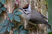 Yuhina de Taïwan
