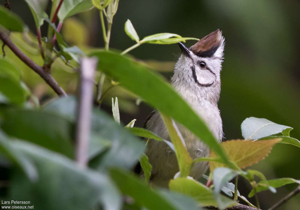 Yuhina de Taiwanadulte, portrait