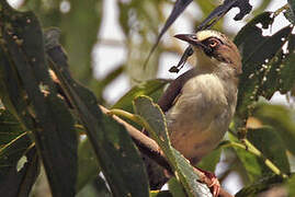 Thick-billed Heleia