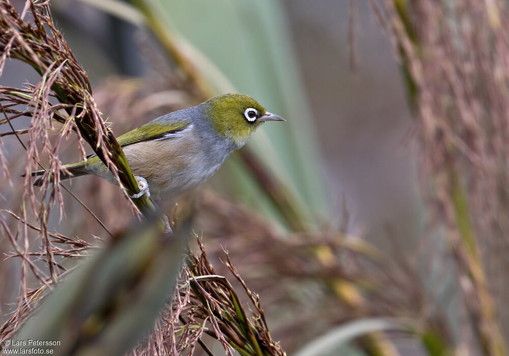 Zostérops à dos gris