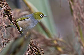 Silvereye