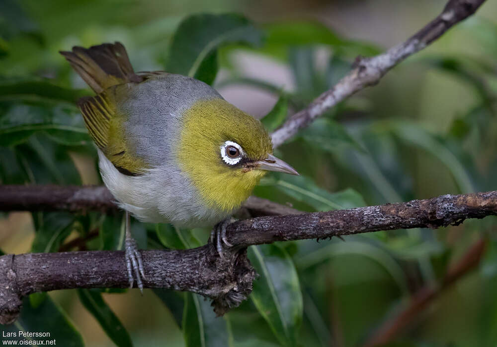 Silvereyeadult, Behaviour