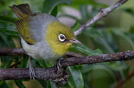 Silvereye