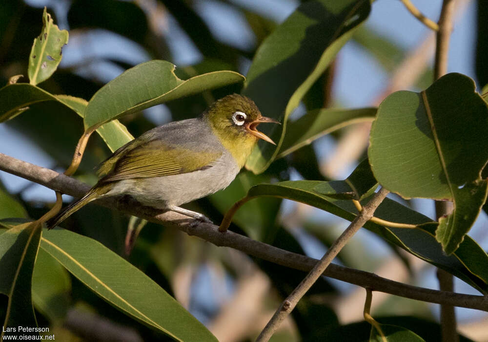 Zostérops à dos grisadulte, chant