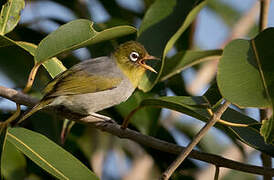 Silvereye