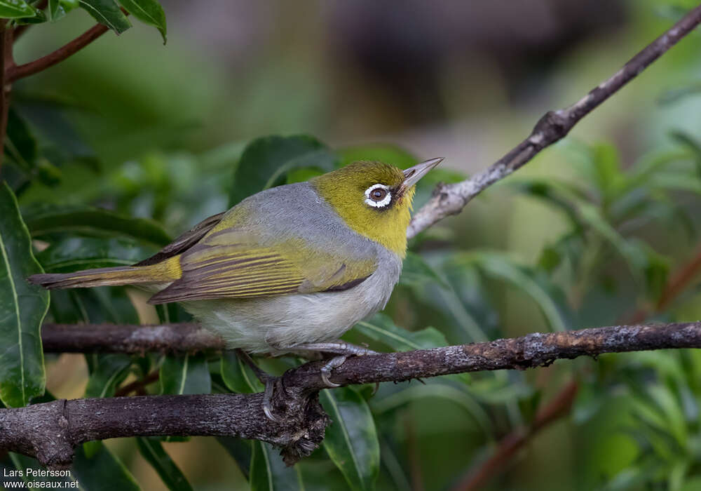 Silvereyeadult, habitat, pigmentation