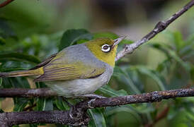 Silvereye