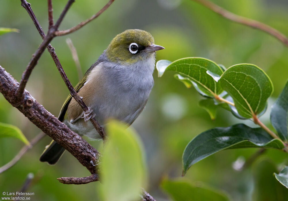 Zostérops à dos gris