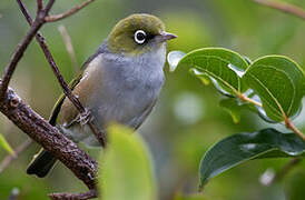 Silvereye