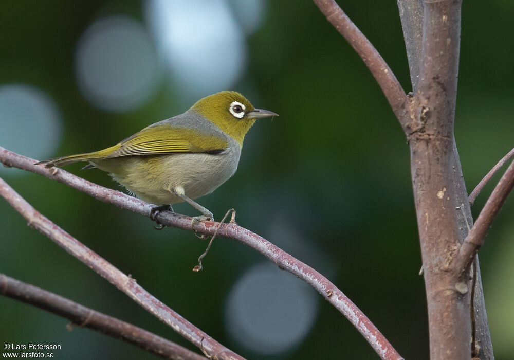 Silvereye