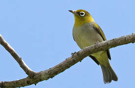 Silvereye