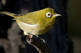 Green-backed White-eye