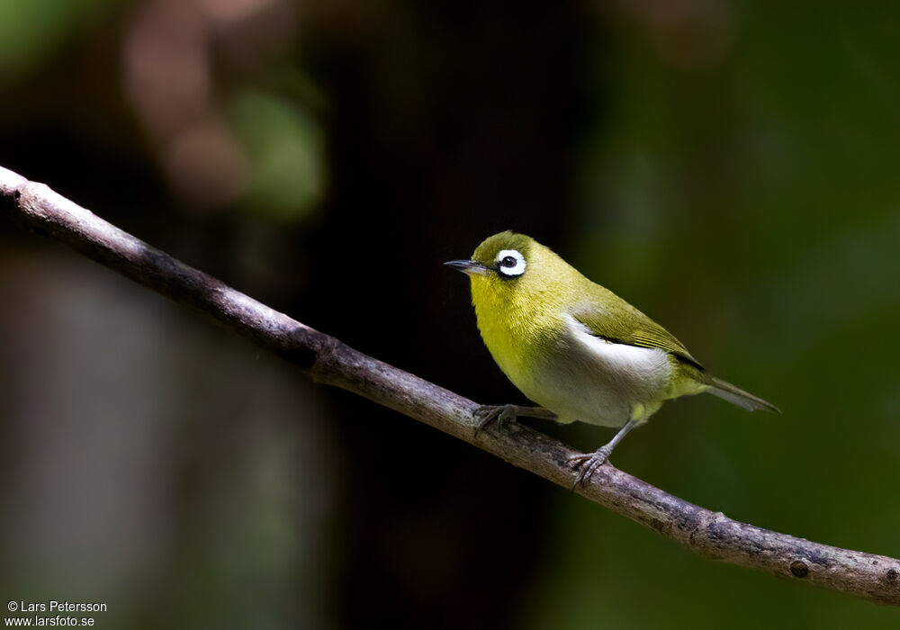 Zostérops à dos vert