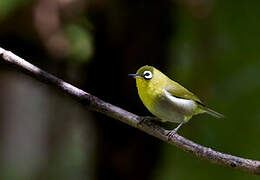 Green-backed White-eye