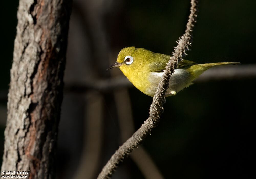 Zostérops à dos vert