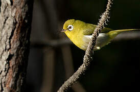 Green-backed White-eye