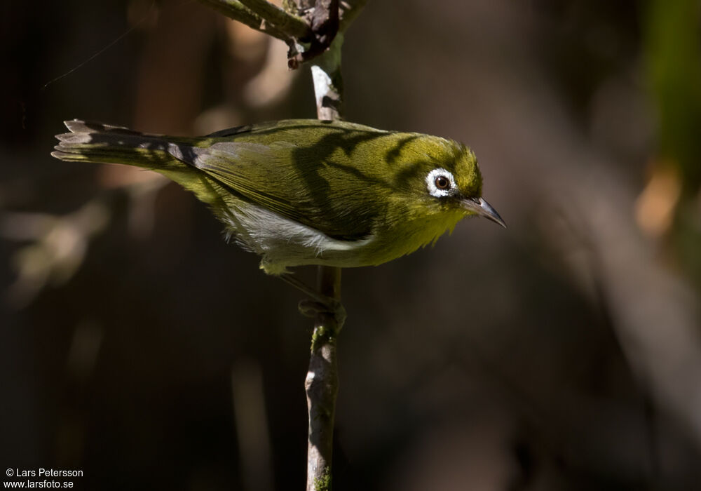 Zostérops à dos vert