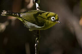 Green-backed White-eye