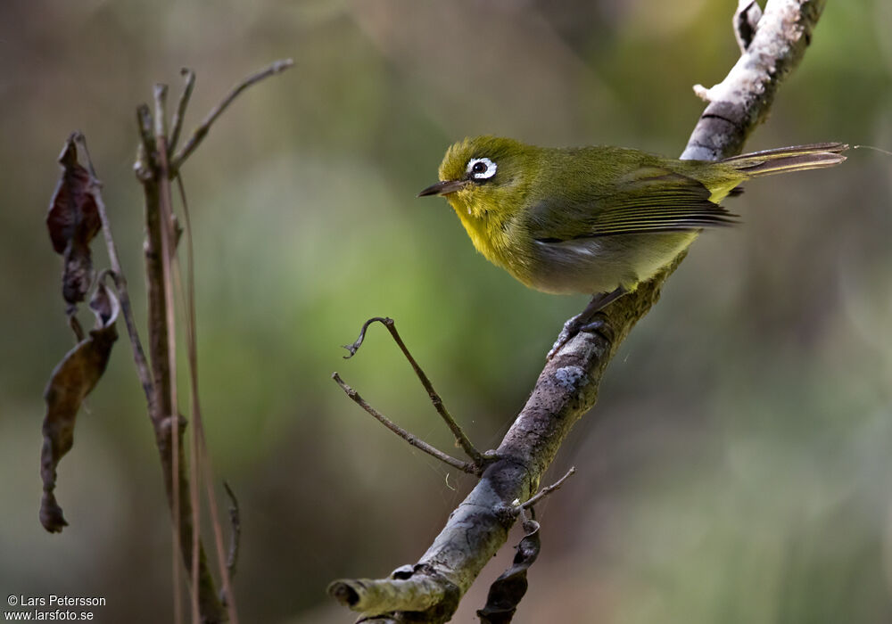 Zostérops à dos vert