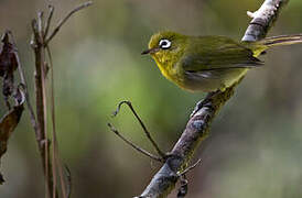 Green-backed White-eye