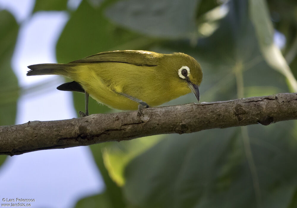 Vanuatu White-eye