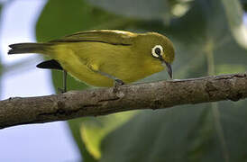 Vanuatu White-eye