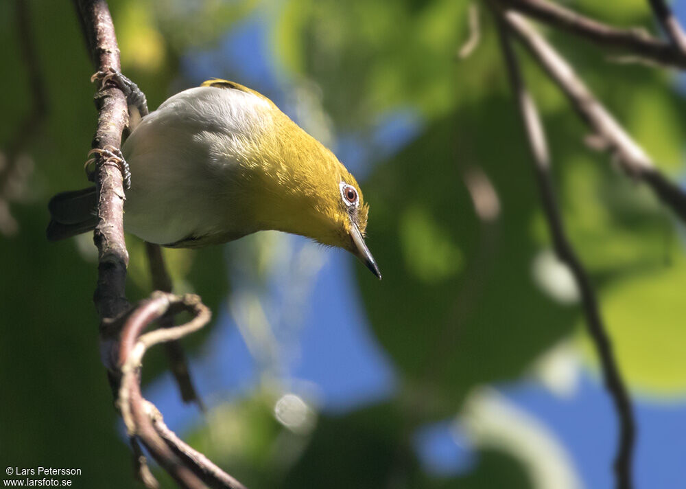 Yellow-throated White-eye