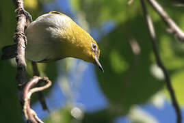 Yellow-throated White-eye