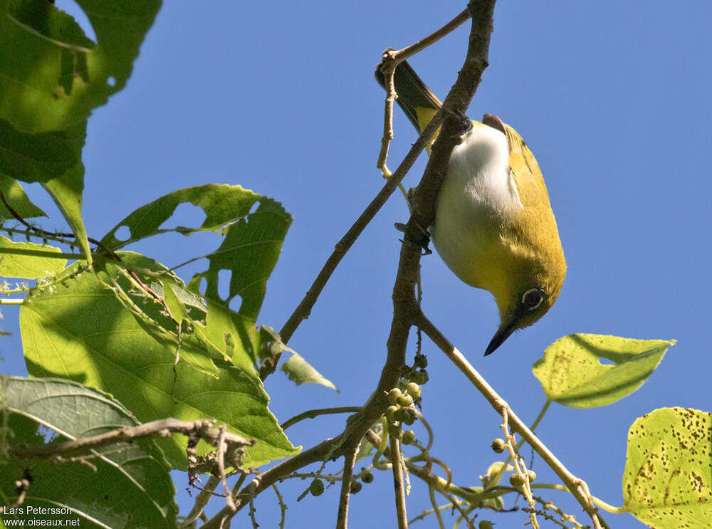 Yellow-throated White-eye