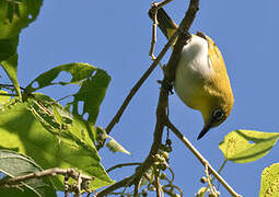 Yellow-throated White-eye