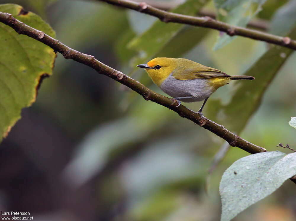 Yellow-ringed White-eyeadult, identification