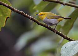 Yellow-ringed White-eye