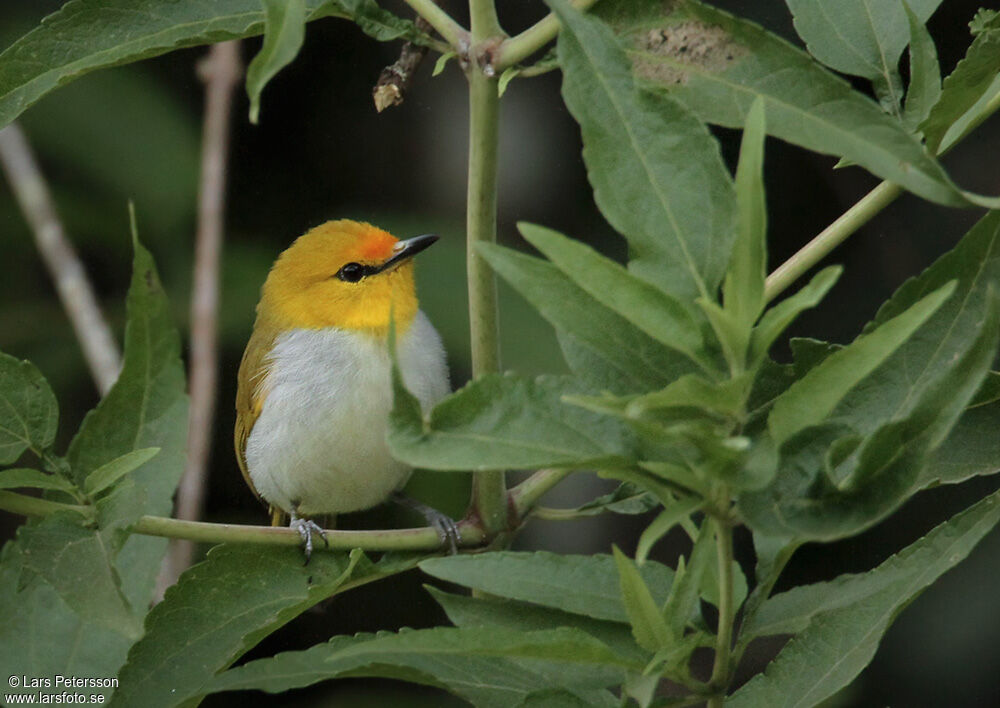 Yellow-ringed White-eye