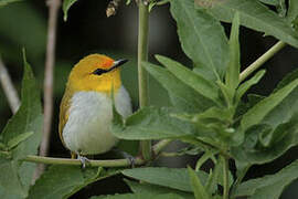 Yellow-ringed White-eye