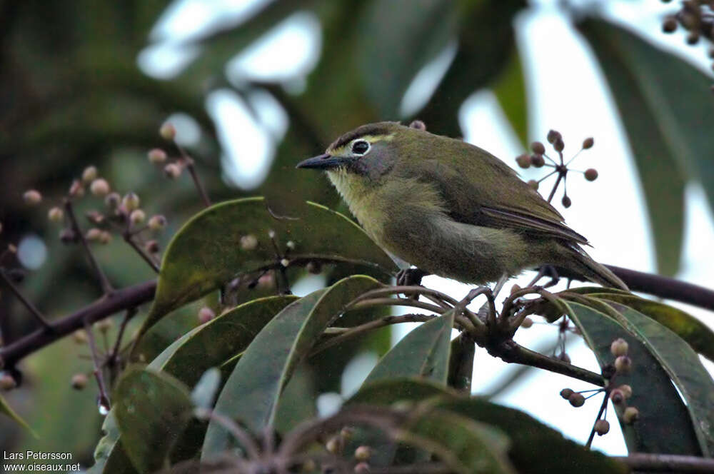 Cream-browed White-eyeadult