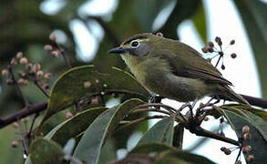 Cream-browed White-eye