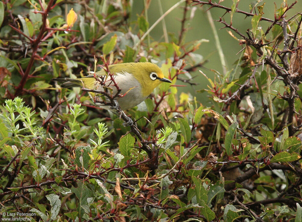 Heuglin's White-eye