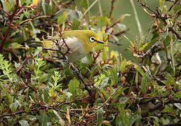 Heuglin's White-eye