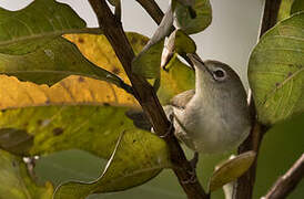 Principe White-eye