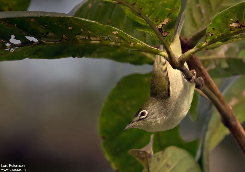 Principe White-eyeadult