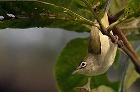 Principe White-eye