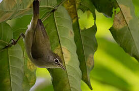 Principe White-eye