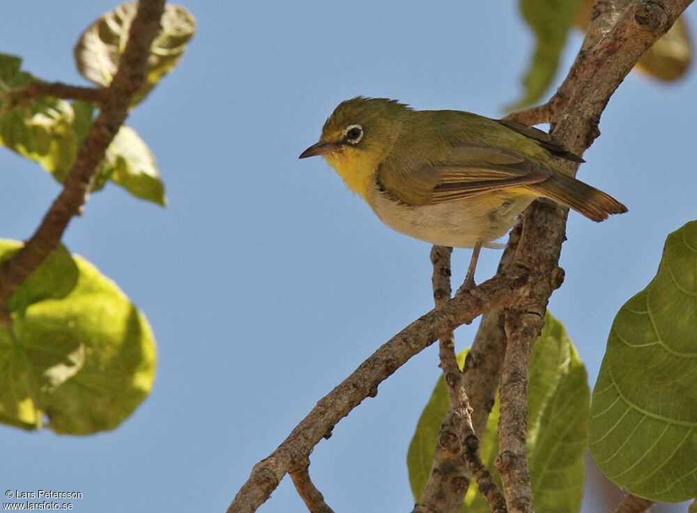 Abyssinian White-eye