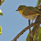 Zostérops d'Abyssinie
