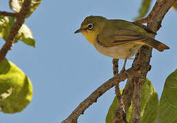 Abyssinian White-eye