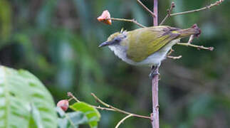 Biak White-eye