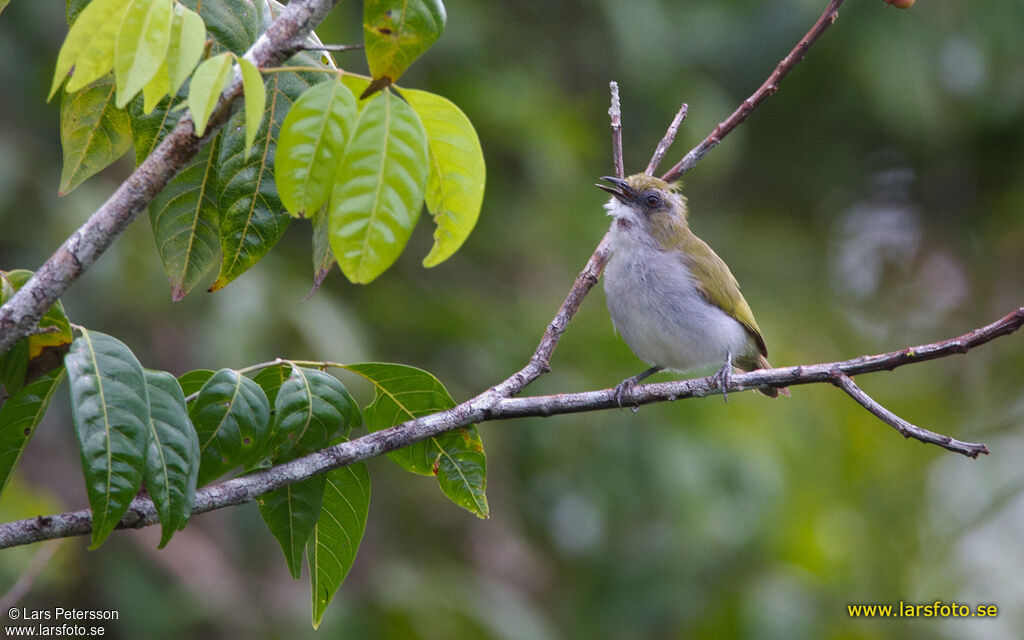 Biak White-eye