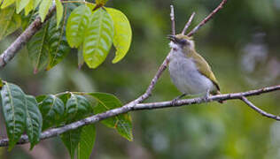 Biak White-eye