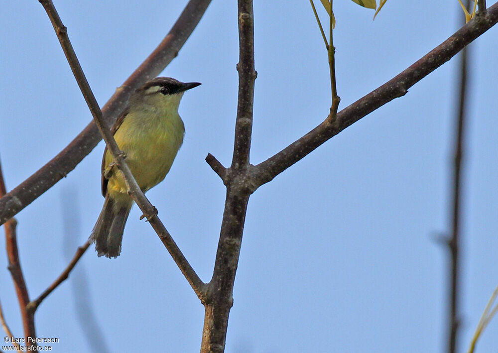 Crested White-eye